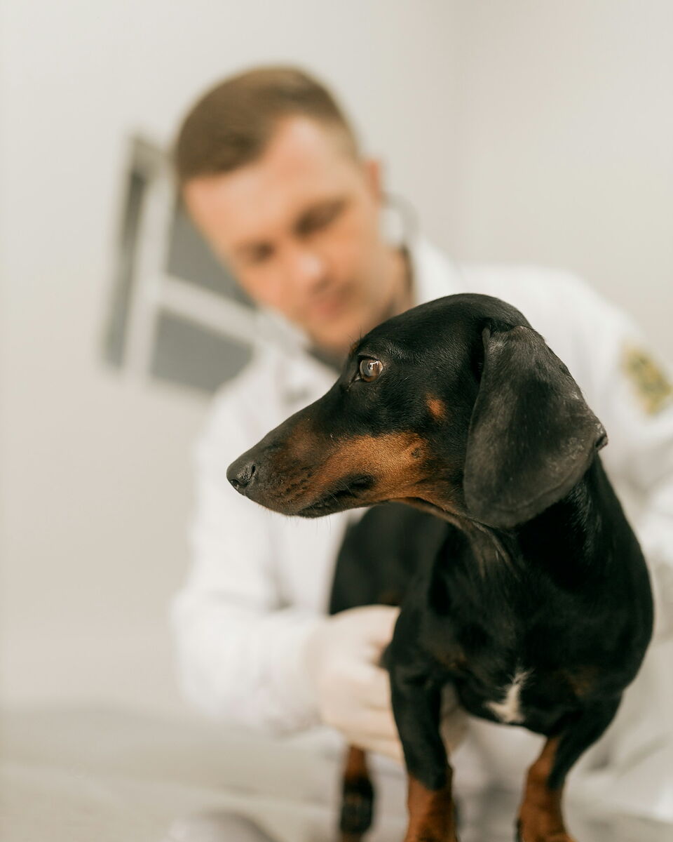 A veterinarian examining a dachshund